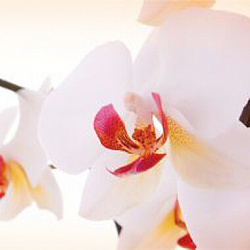 0 Орхидеи (FG16)