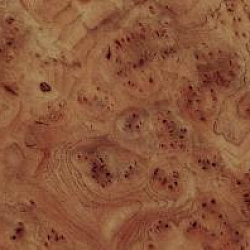 1306 L Корень вяза